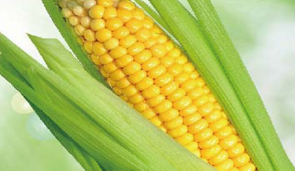陶瓷膜應(yīng)用：生物、醫(yī)藥行業(yè)